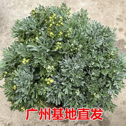 大芙蓉菊盆栽阳台花卉花园庭院花境花苗绿化工程造景植物银叶菊花